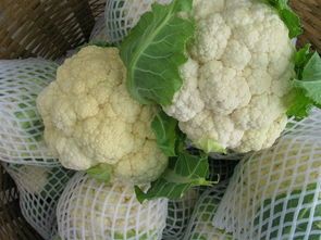 河北清河白面青梗松花菜菜花质量上乘