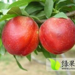 费县油桃品质优良大田巩家银诚信合作