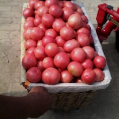 济南市商河县孙集镇西红柿