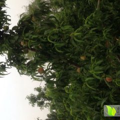 滕州蜜桃早买早赚,柴胡彭利诚信合作