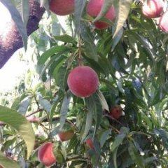 新野津湾田彦笛5月白凤蜜桃