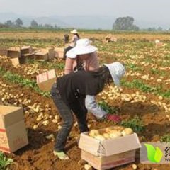 山东滕州露天土豆上市段成道诚信合作