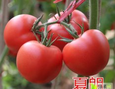 夏朗——越夏番茄品种