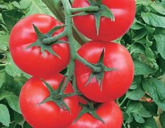 福美来——进口大红番茄种子