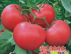爱美特——荷兰进口番茄种子