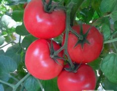 卡西欧——进口番茄种子