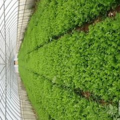 山东淄川美国西芹芹菜早买早赚