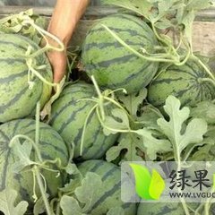 河北阜城漫河京欣西瓜长势旺盛