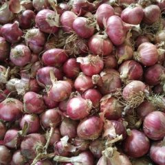 西华洋葱价格适宜东关高成才诚信合作