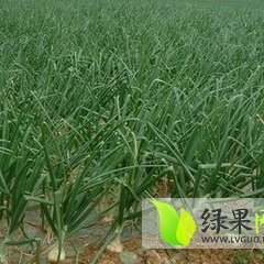 内黄洋葱代存，收购，价格适宜，诚信合作