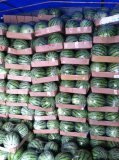2015东台西瓜抓住商机无限