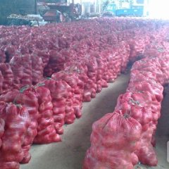 本地洋葱即将上市欢迎客户前来考察