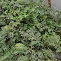 新沂8424西瓜