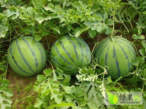2015年新疆吐鲁番抗二大果王价格