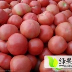 江苏铜山金鹏西红柿名扬天下