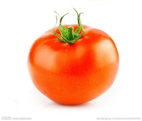 2015凌海西红柿收购工作全面开展