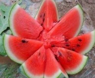 清苑西瓜聚焦市场蒋庄韩红双诚信合作