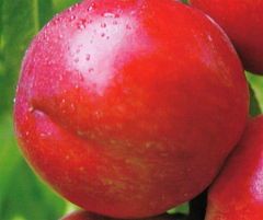 2015蒲城油桃再不来就没机会了！