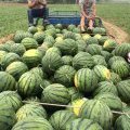 安徽砀山西瓜发金瓜果大市场诚信合作