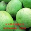 延安镇西瓜批量上市正是老板采购的好时节