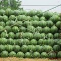 2015昌乐西瓜走过路过不要错过