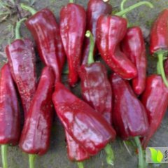 2015忻府辣椒现在订货有惊喜