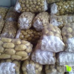 山东滕州荷兰十五土豆上货量大