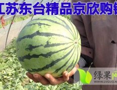 2016年东台精品京欣瓜即将大量上市！