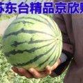 2016年东台精品京欣瓜大量上市！