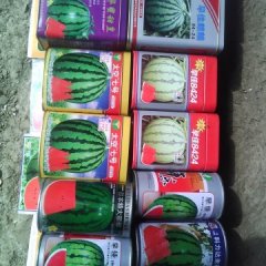 安徽固镇早佳8424西瓜 质量上乘