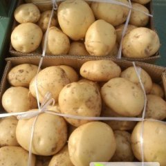 2015偃师土豆强鲜上市