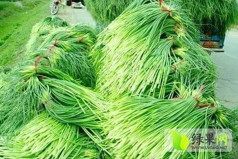 2015年山东成武蒜薹价格