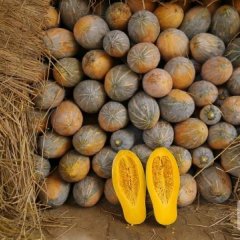 2015武鸣南瓜值得出手