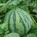 团风西瓜上货量大黄湖张琳诚信合作