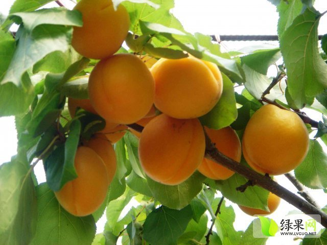 2015年陕西大荔金太阳杏价格