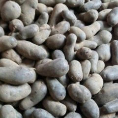 宾阳土豆质量上乘,黎塘黄勇诚信合作