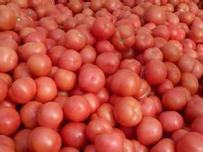 2015内黄西红柿值得出手