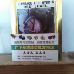 曲周侯村王俊东5月紫甘蓝