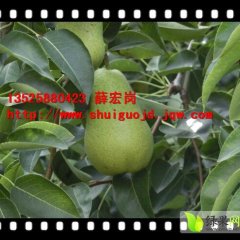 陕县张湾薛宏岗6月【大泽山梨】