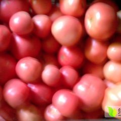 西安西红柿品大量上市