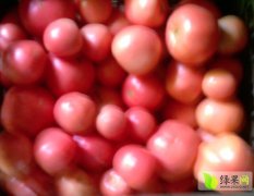 西安西红柿品大量上市