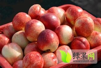 安徽砀山大量供应油桃、白桃、黄桃
