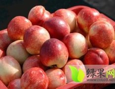 安徽砀山大量供应油桃、白桃、黄桃
