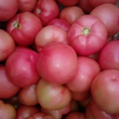 2015延津西红柿大量上市了！