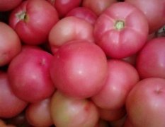 2015延津西红柿大量上市了！