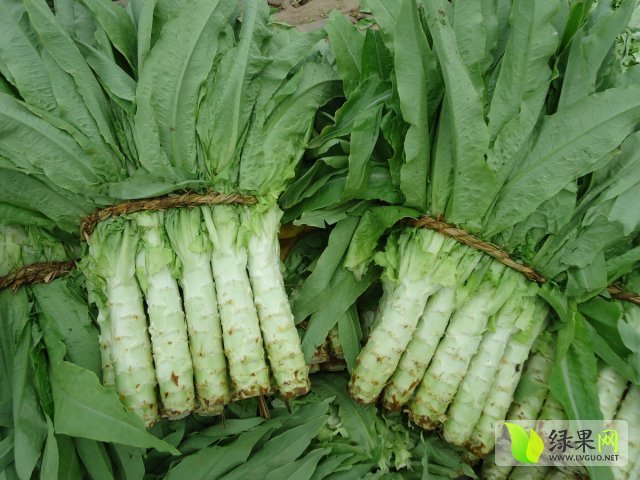 2015年河北定州青皮价格