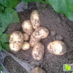 湖北土豆开始供应了