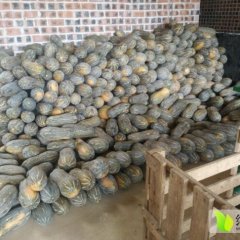 广西武鸣县金韩密本南瓜：潘权