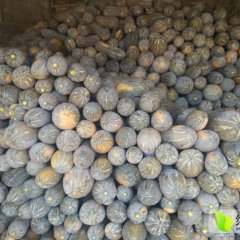 广西武鸣县金韩密本南瓜：潘权