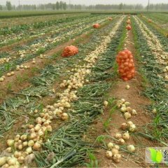 新野洋葱万亩批发基地欢迎你